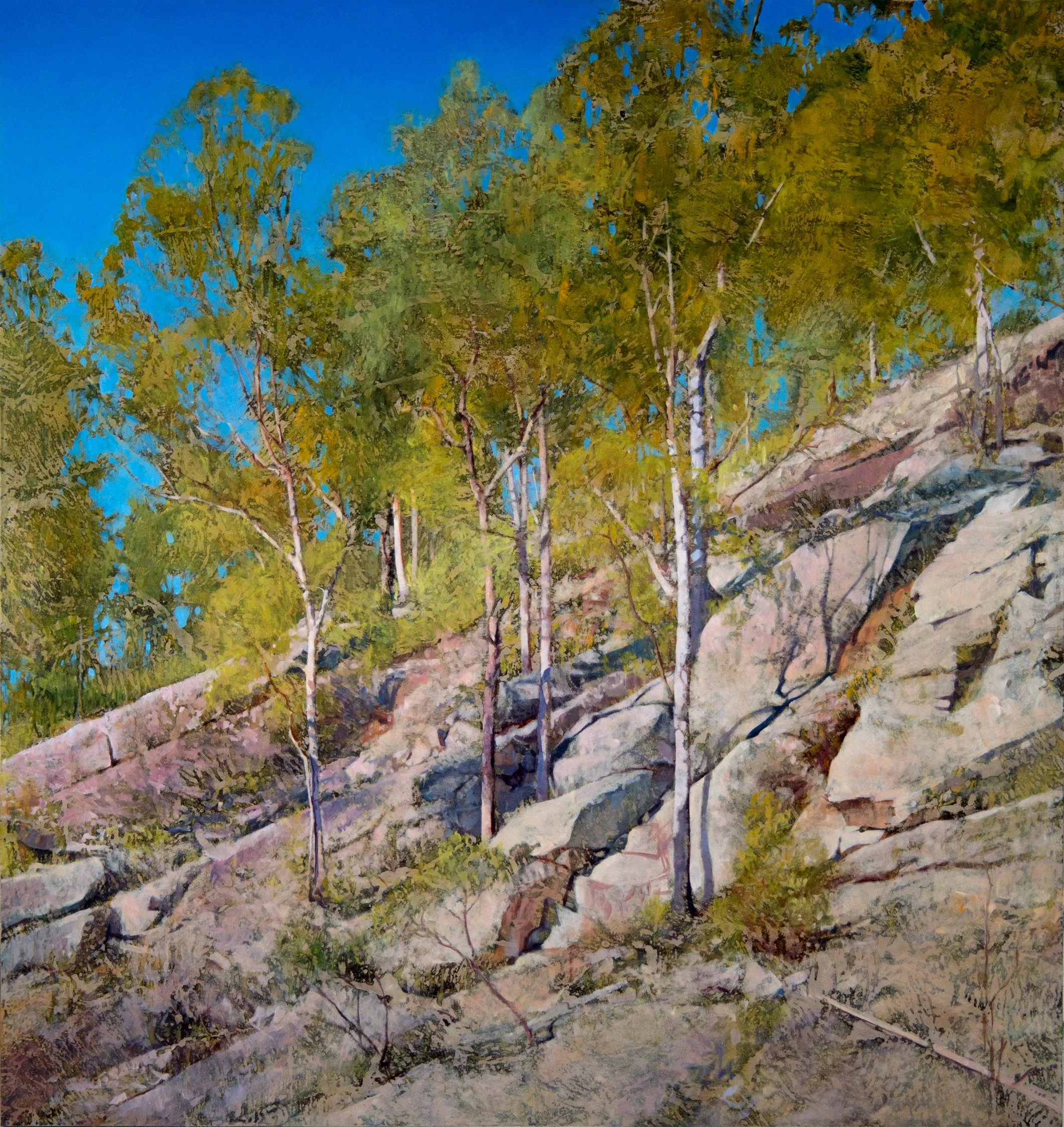 AJ Taylor Hillside, Carnarvon Gorge 2023