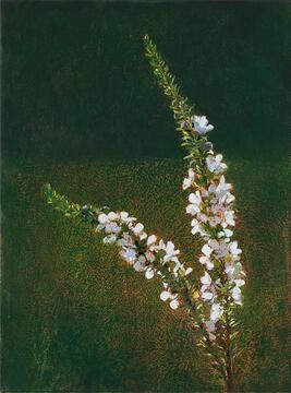 20196_Wallum Tea Tree_81x60_web