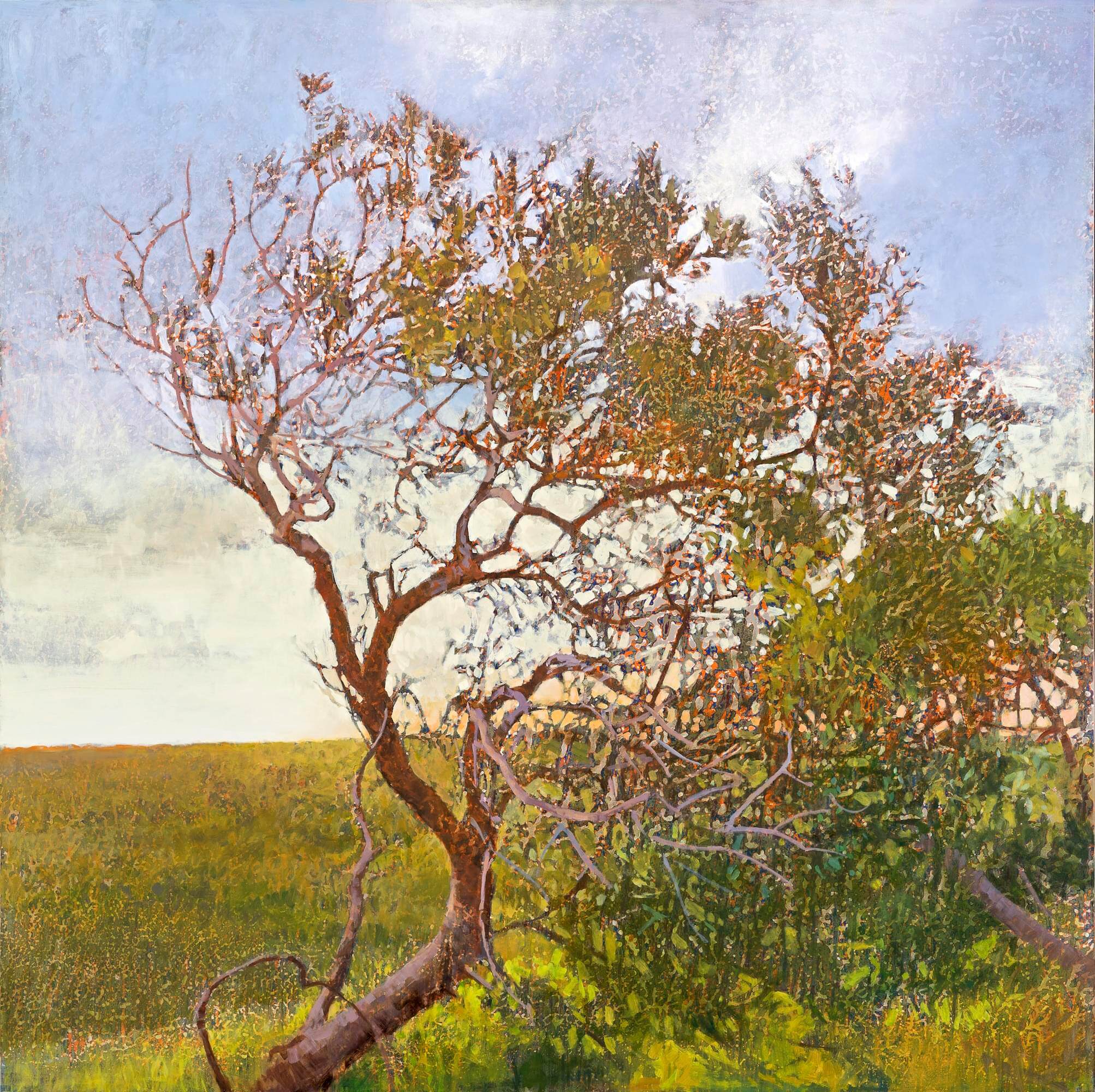 2021_Banksia at South Gorge_91.5x91.5_web