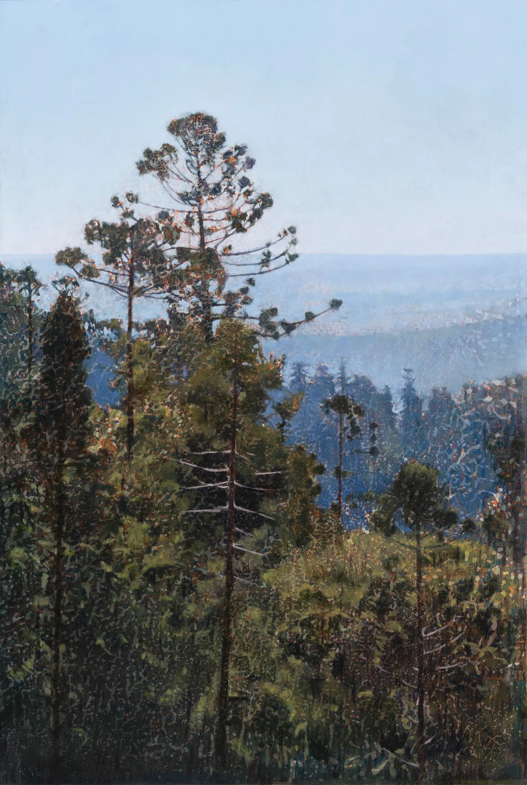 2024_Hoop Pine, Bunya Mountains_91.5x61.5_web