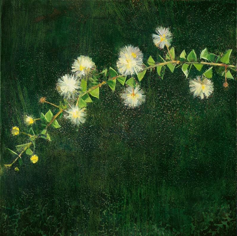 2019_Hubbard's Wattle_41x41_web