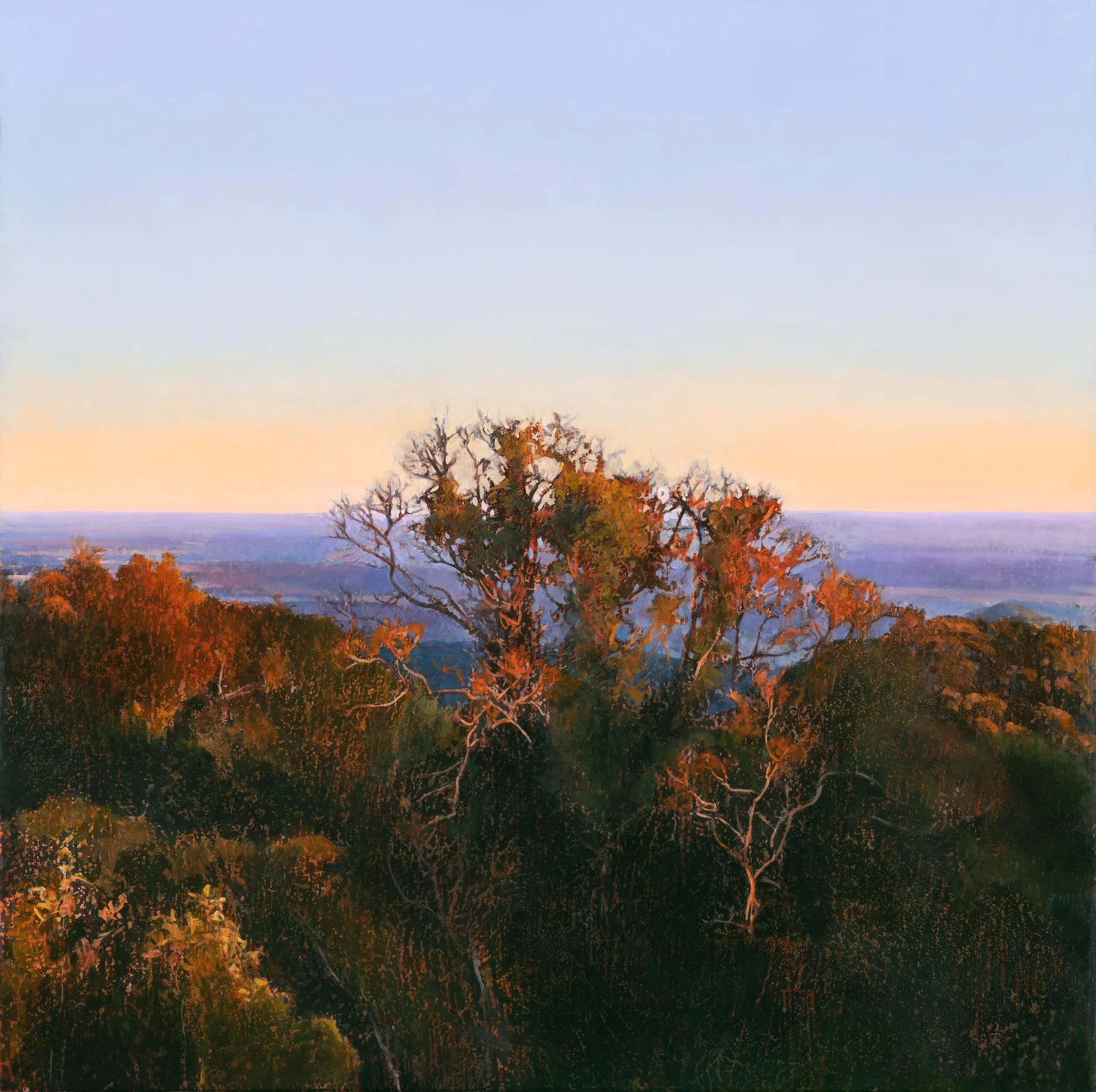 2024_Bunya Mountains Sunset_91.5x91.5_web