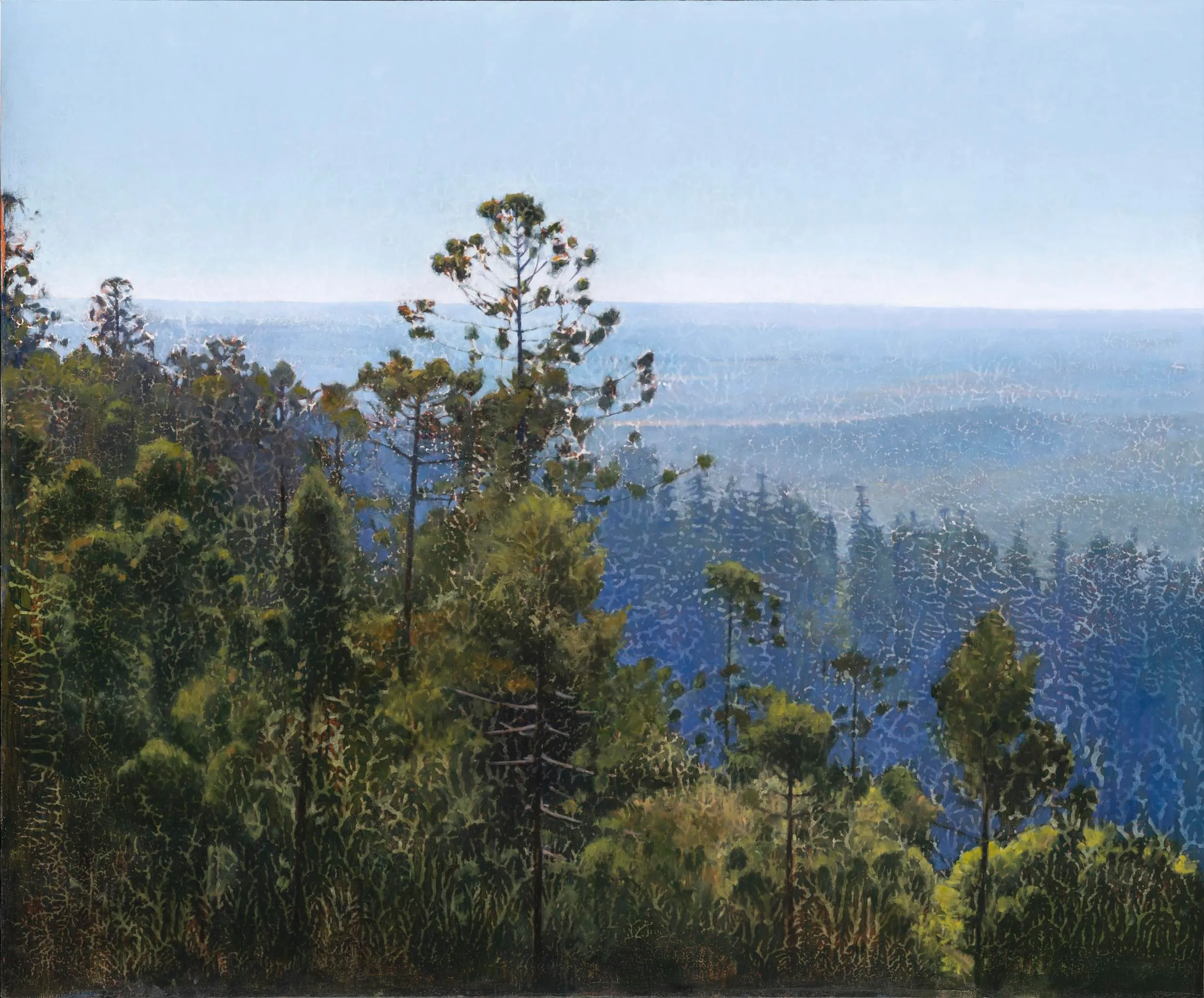 2024_Looking North, Bunya Mountains_91.5x110_web